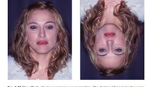 Perceptual Interpretation Video