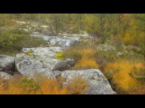 Video: Kvinnelig orrfugl: beskrivelse og foto. Orrfugl og orrfugl