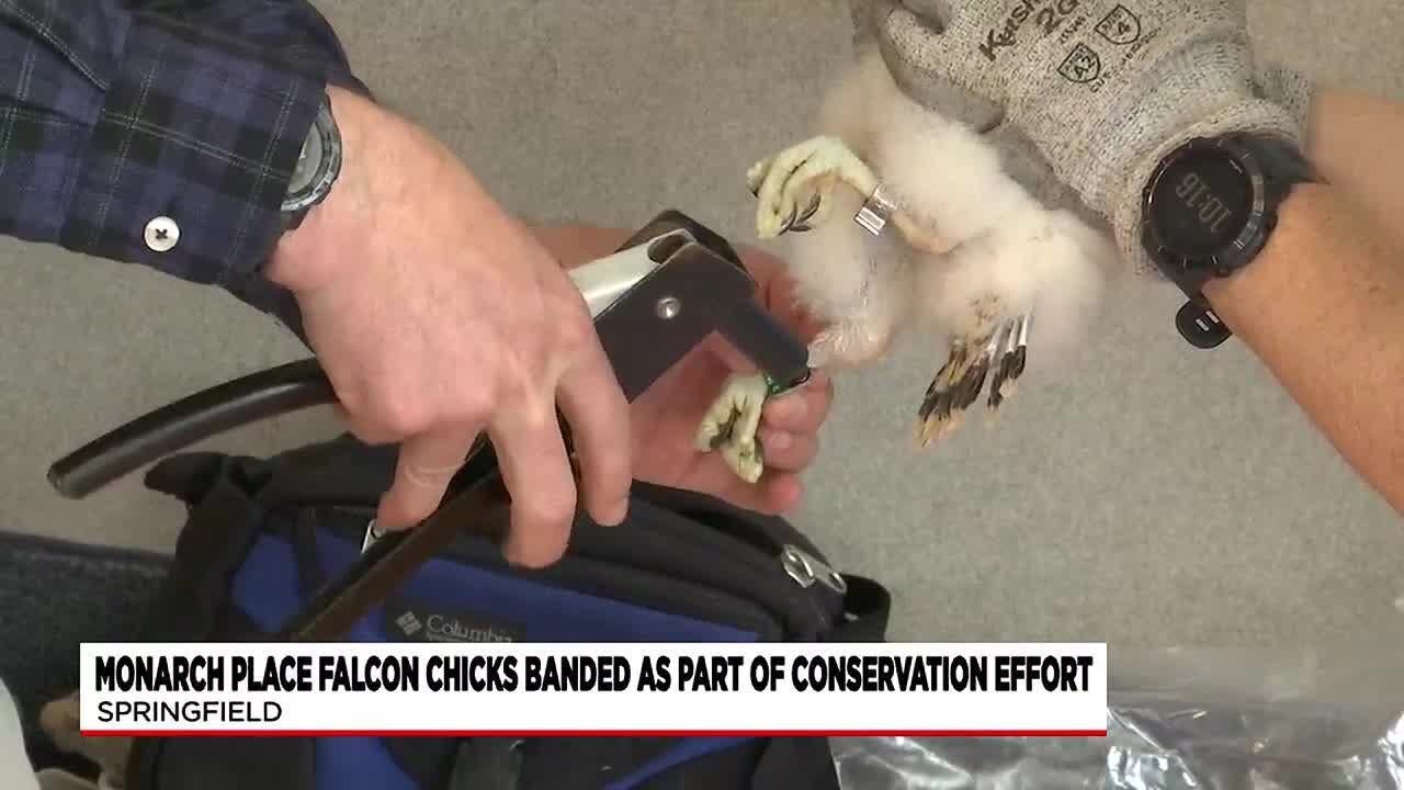 Peregrine falcon chicks banded at Springfield’s Monarch Place - YouTube
