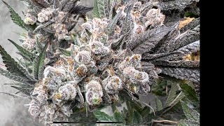 Wilson Zero by oni seeds: Viparspectra KS3000 LED Grow Light: Buildasoil Living Soil