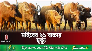 মহিষের বাচ্চার ময়নাতদন্তে অনিয়মের অভিযোগ | Buffalo Calf | Independent TV