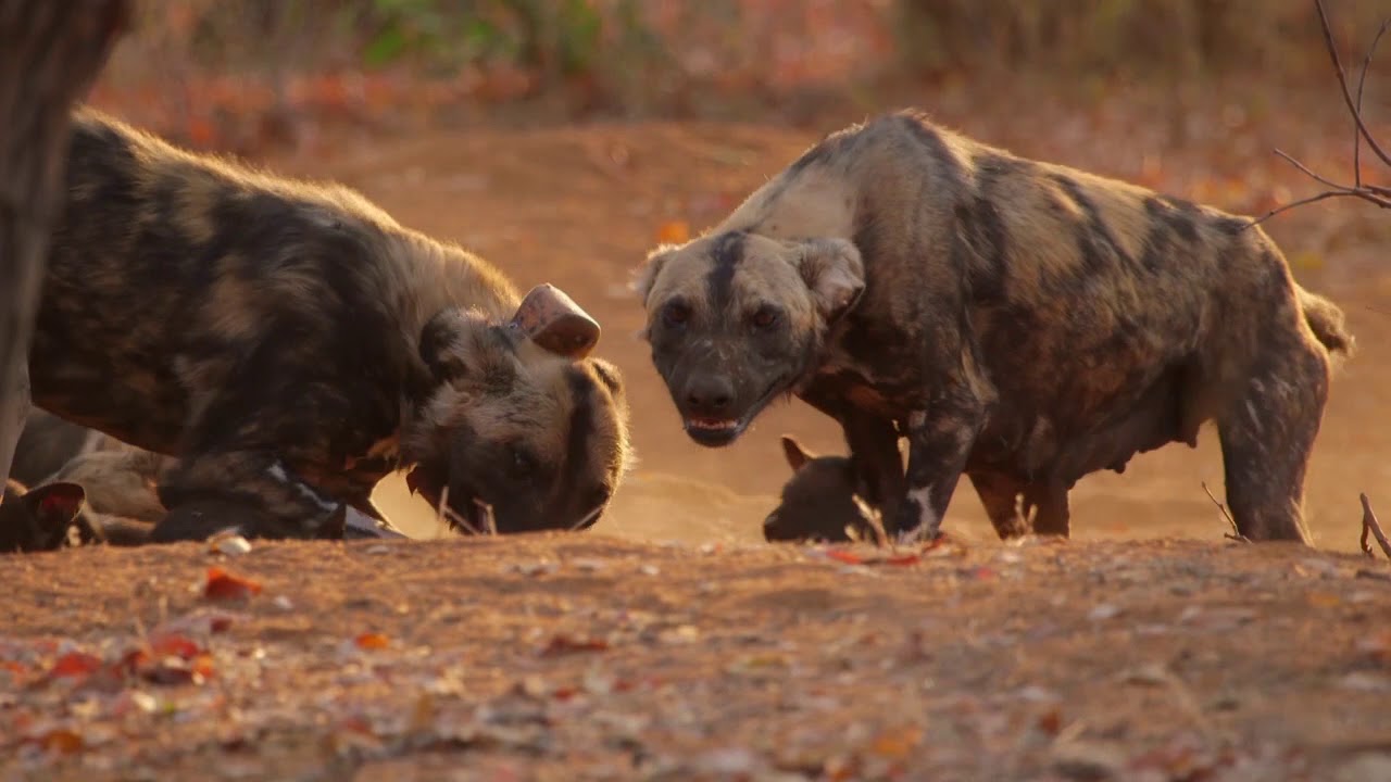 Wild dogs and The African Wildlife Conservation Fund