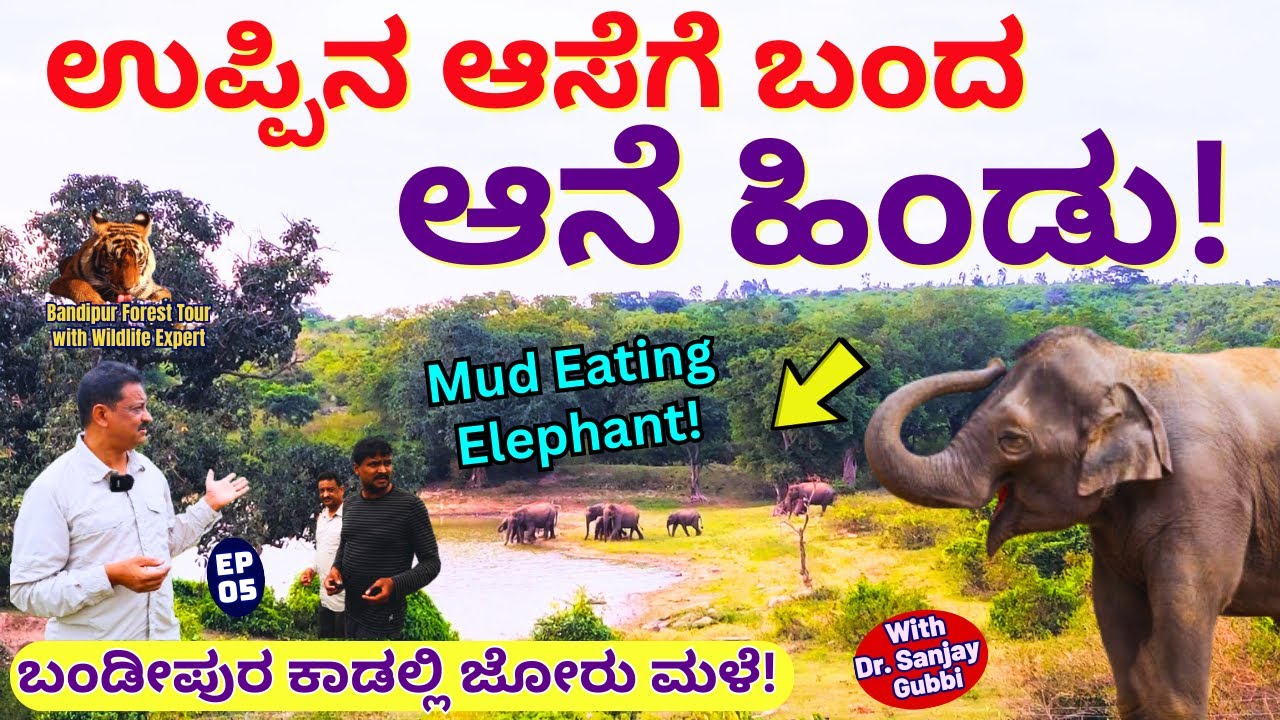'ಕಾಡಾನೆಗೆ ಉಪ್ಪು ತಿನ್ನುವ ಬಯಕೆ! ಬಂಡೀಪುರ ಕಾಡಲ್ಲಿ ನಮ್ಮ ಅನುಭವ!'-E05-Dr. Sanjay Gubbi-Bandipur Forest Tour