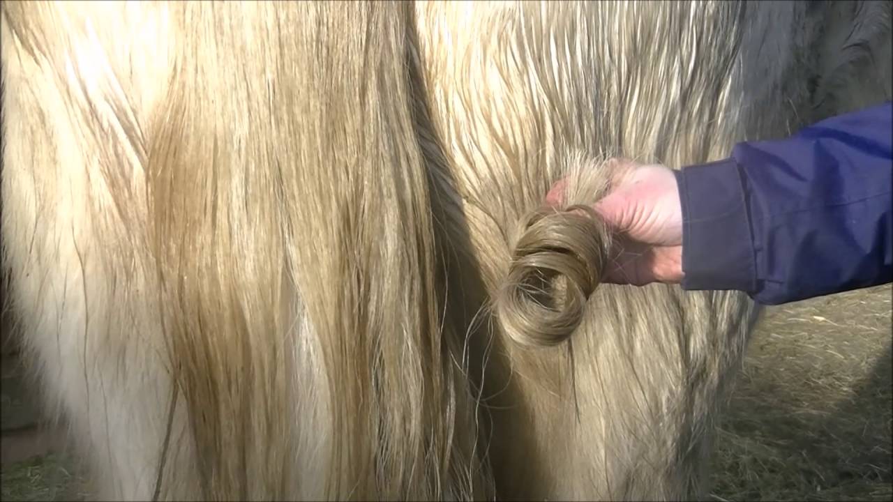 How to Cut Horse Tail Hair for Braiding YouTube