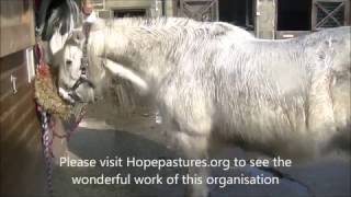 How to Cut Horse Tail Hair for Braiding
