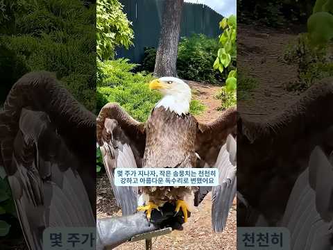 한 가족이 뒷마당에서 아기 대머리독수리를 발견하고 키우다 #shorts #shortvideo