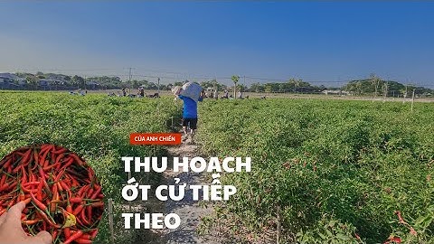 THU HOẠCH ỚT CỬ TIẾP THEO