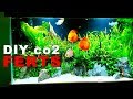 55 Gallon Planted Discus Aquarium || Adding DIY co2 & Ferts || Big Maintenance