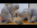 These digital-age kittens are obsessed with smartphones.