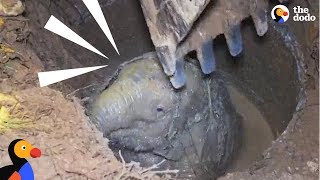 Elephant Mom Crying for Help Leads Rescuers To Her Trapped Baby | The Dodo