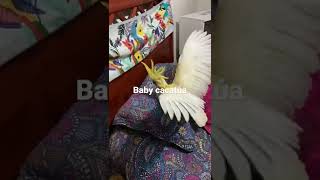 Baby cockatoo