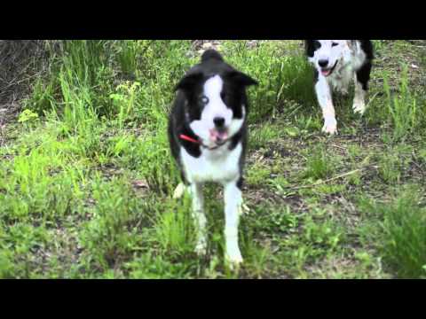 How To Train Your Dog To Retrieve Birds How To Train Your Dog To Retrieve Birds