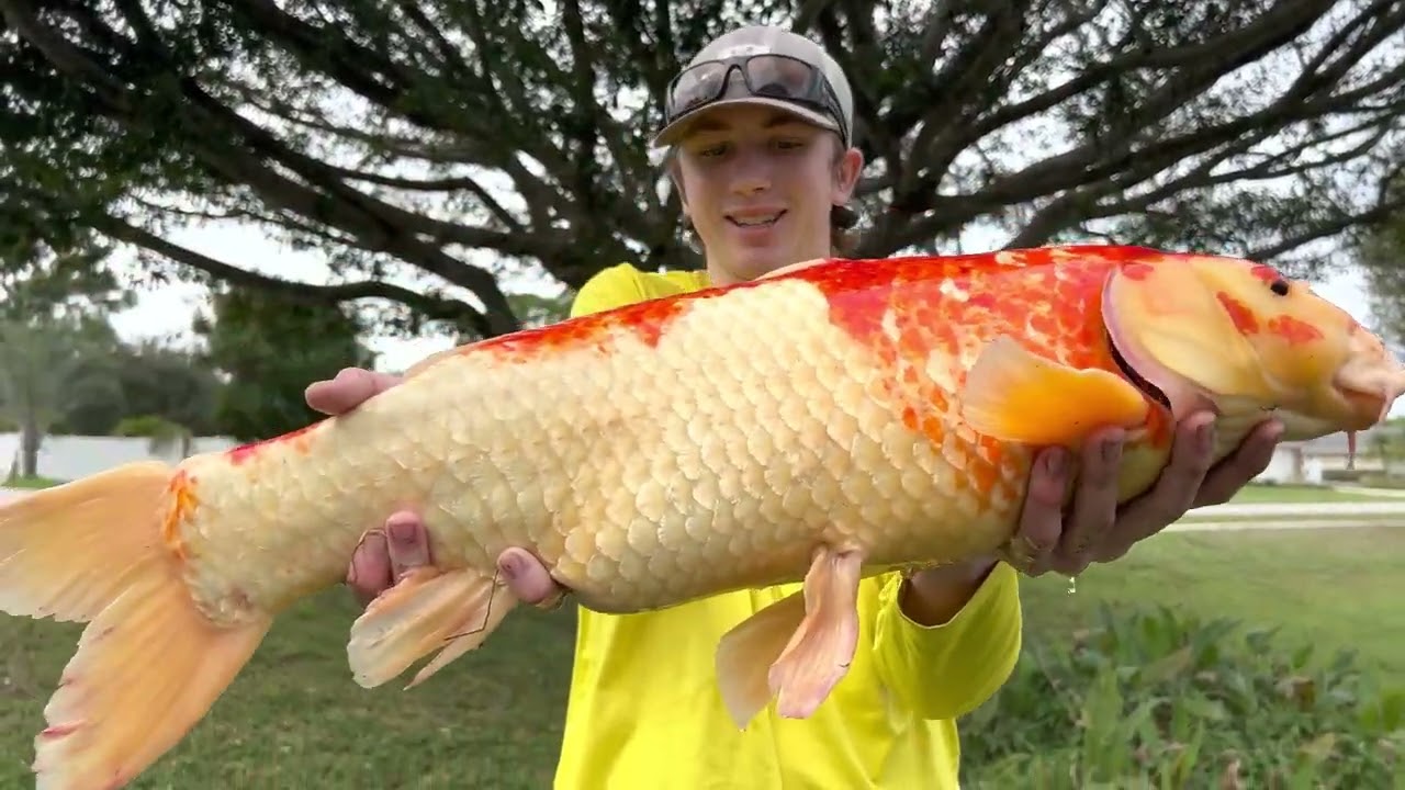 Bass fishing Productions! Catching MONSTER Koi Fish in the WILD