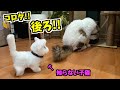 猫がエサを食べ終わって振り返ると、そこに見たこともない子猫がいた時の反応が可愛すぎた 笑