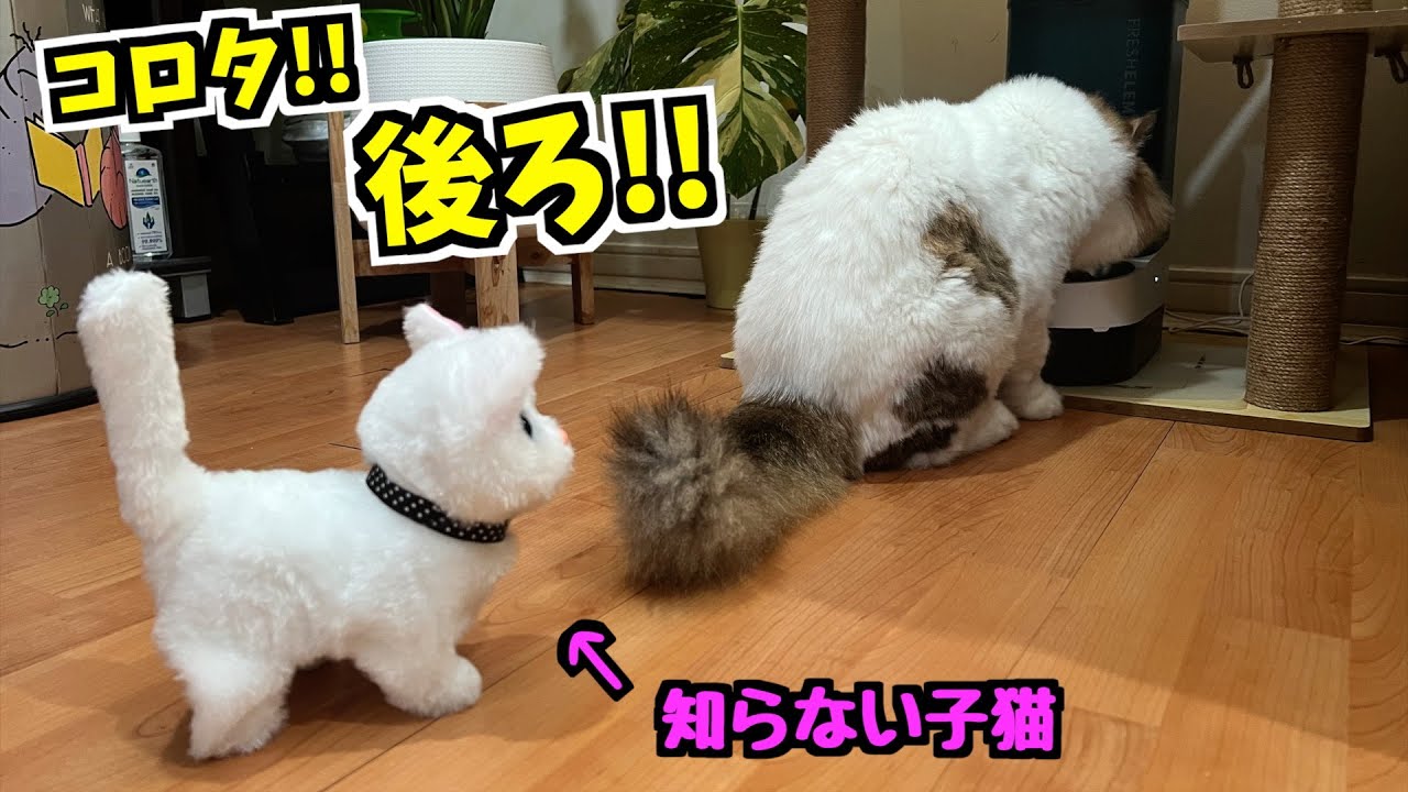 猫がエサを食べ終わって振り返ると、そこに見たこともない子猫がいた時の反応が可愛すぎた 笑