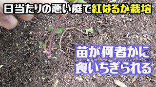 I grew sweet potatoes (Beni Haruka), but problems immediately occurred.