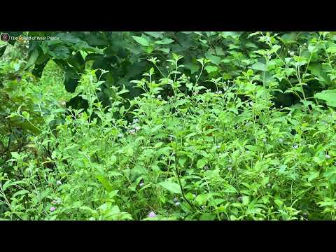 Zen Flute Immersion 2025 | Nature's Rhythms for Deep Presence & Inner Calm