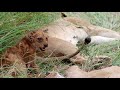 Lion Cub Kupona "Survivor" Still Hanging On