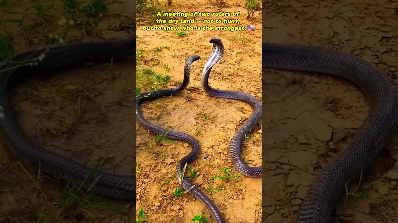 Rare Action! Two Cobras Fight in the Open Air🇺🇲 