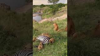 Lion Life—African Safari Wildlife Documentary (4K) | Subscribe to African Safari Guide