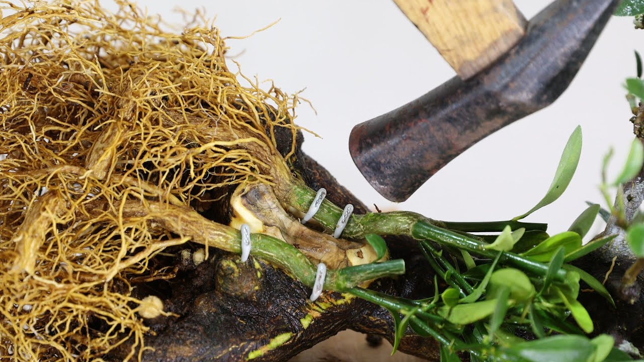 キンズ枯れた子幹　【盆栽】