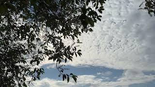 Bird cherry - branches, twigs, leaves & flowers  in the sun - May 2026