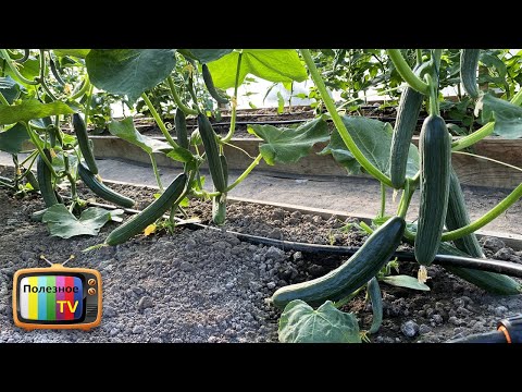 Огурцы вмиг заплодоносят и без всяких подкормок