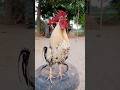 Video Of The Rooster Crowing Sound Chicken Hen Rooster Ayam 