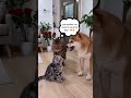 What happened at the end?🙀#shorts#youtubeshorts#viral #popular #Uk_Pet_Hub #usa #american