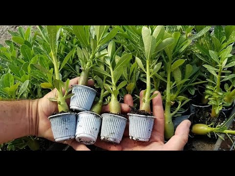 ROSAS DO DESERTO - CUIDADOS PARA INICIANTES