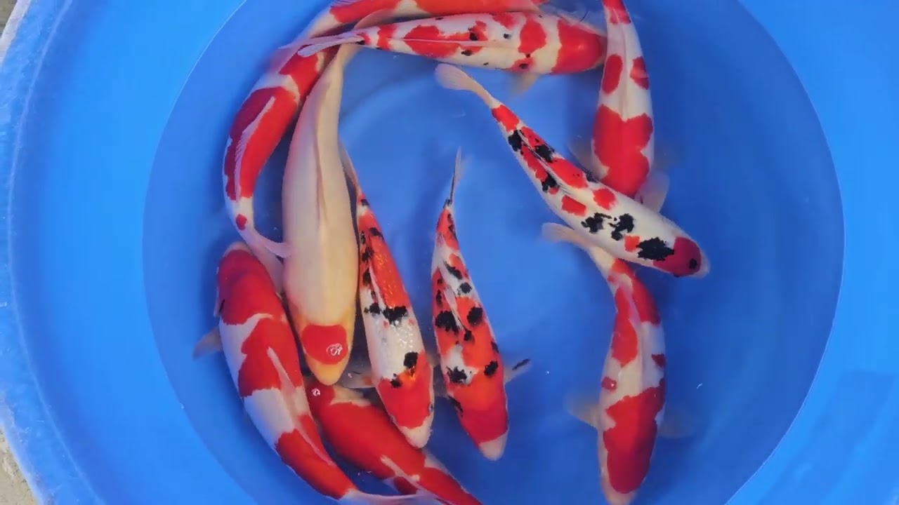 Momotoro Gosanke Jumbo Tosai Small 30-35cm