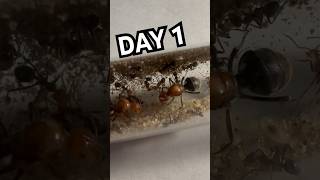 Day 1 of Keeping HUGE Honeypot Ants
