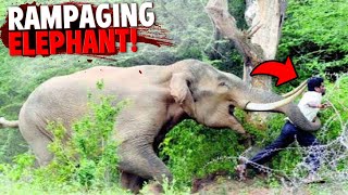 This Man Was Fatally Attacked By Escaped Circus Elephant on RAMPAGE!