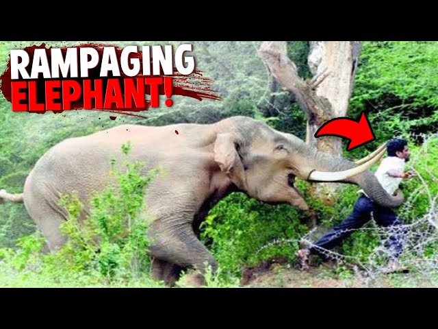 This Man Was Fatally Attacked By Escaped Circus Elephant on RAMPAGE! class=