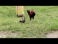Big rooster VS turkey baby amazing  || turkey baby fighting with cock || Big rooster VS small turkey