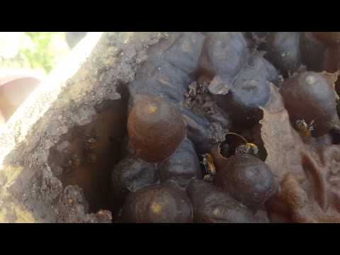 Video: Miel De Abejas Silvestres Y Ndash; Fuente Curativa