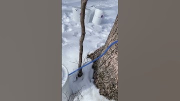 Tapping sugar maple trees to collect sap & make maple syrup #maple #maplefestival #maplesyrup