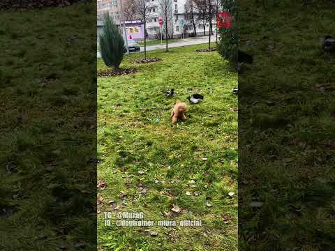 #Вороны отнимаю мяч у пуделей #кинолог #животные #crow #dog #puddle