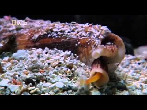 Die gruseligsten Tiere der Welt Deutsche Reportage über die gruseligsten Tiere der Welt