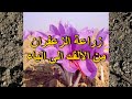 زراعة الزعفران من الألف الى الياء