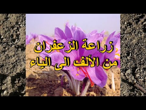 فيديو: أين ينمو زعفران الخريف؟