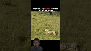 The fastest land animal was depeated #lion #animals #animals #fishing #lionlove