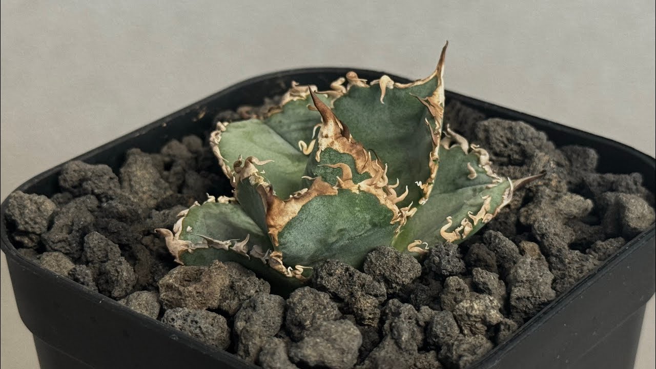 20251125 アガベ・チタノタ LQH_火（芽）-002｜agave titanota mars
