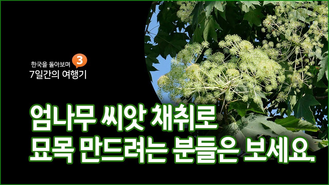 임산물 재배 농가를 돌아보며 3 : 엄나무 씨앗 채취로 묘목 만들려는 분들을 위하여 ...