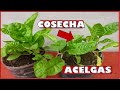 APRENDE A COSECHAR - CORTAR HOJAS DE ACELGA