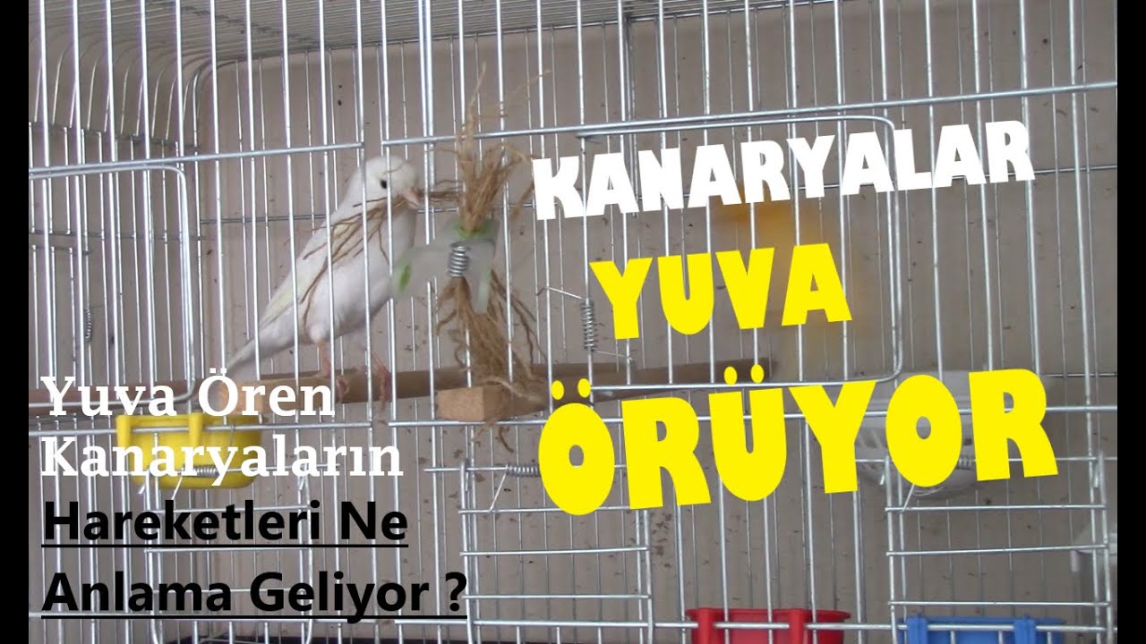 Kanaryalar Yuva Örüyor | YUVA ÖREN KANARYALARIN HAREKETLERİNİ ANLAMAK