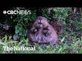 This chonky beaver is London’s latest flood hero