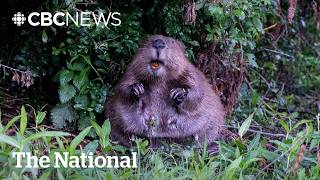 Leave it to the beavers: London’s unexpected flood heroes