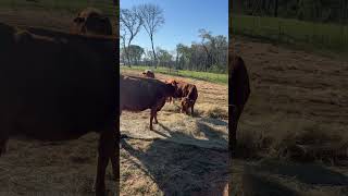 Improving pasture by unrolling hay!