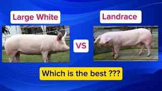 Large White Pig VS Landrace | Which Is Better For Commercial Pig Farming?